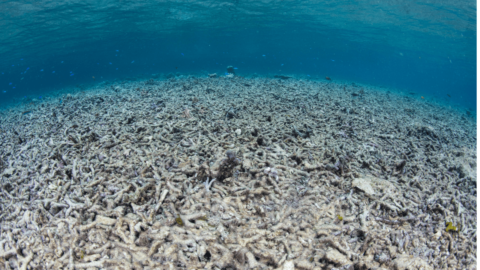 Skincare product damge on corals