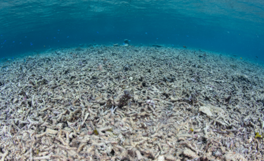 Skincare product damge on corals